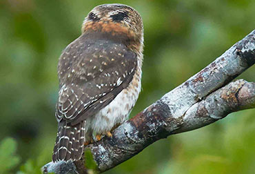Cuban pygmy owl as seen from behind.