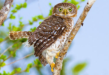 Cuban pygmy owl in rural Cuba.